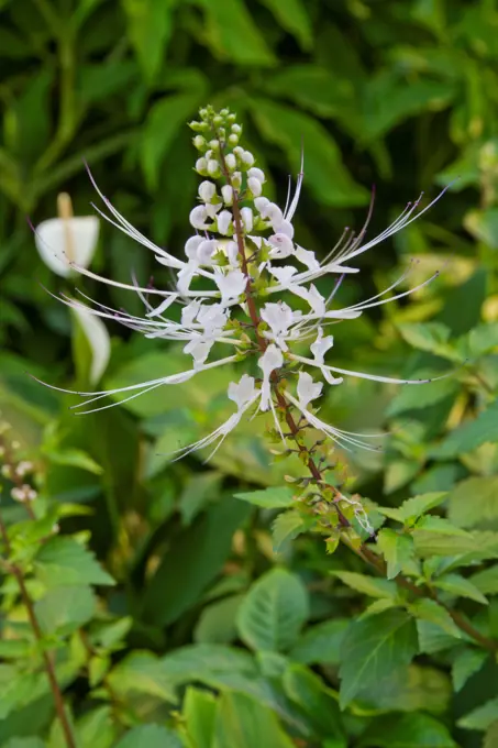 Malaysia, Kuala Lumpur