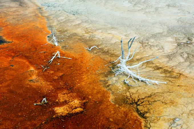 USA. Wyoming. Yellowstone Park. Biscuit Basin. Dead tree.