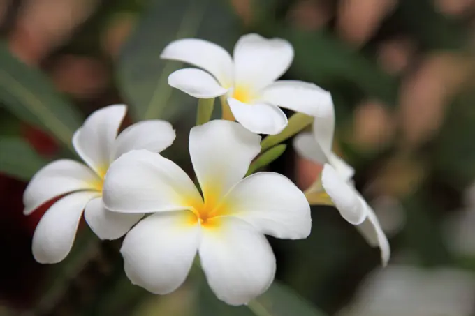 Asia,Malaysia, Kuala Lumpur, frangipani, flowers,