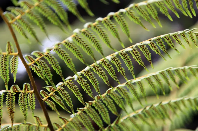 Asia,Malaysia, Kuala Lumpur, Lake Gardens, fern,