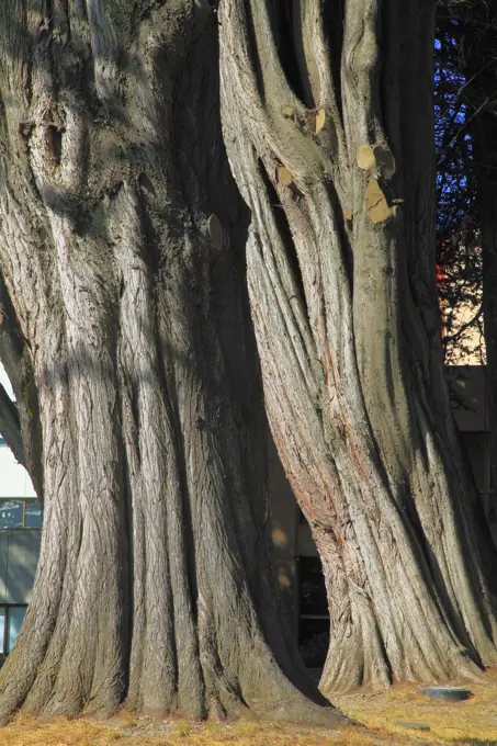 Chile, Magallanes, Punta Arenas, trees,