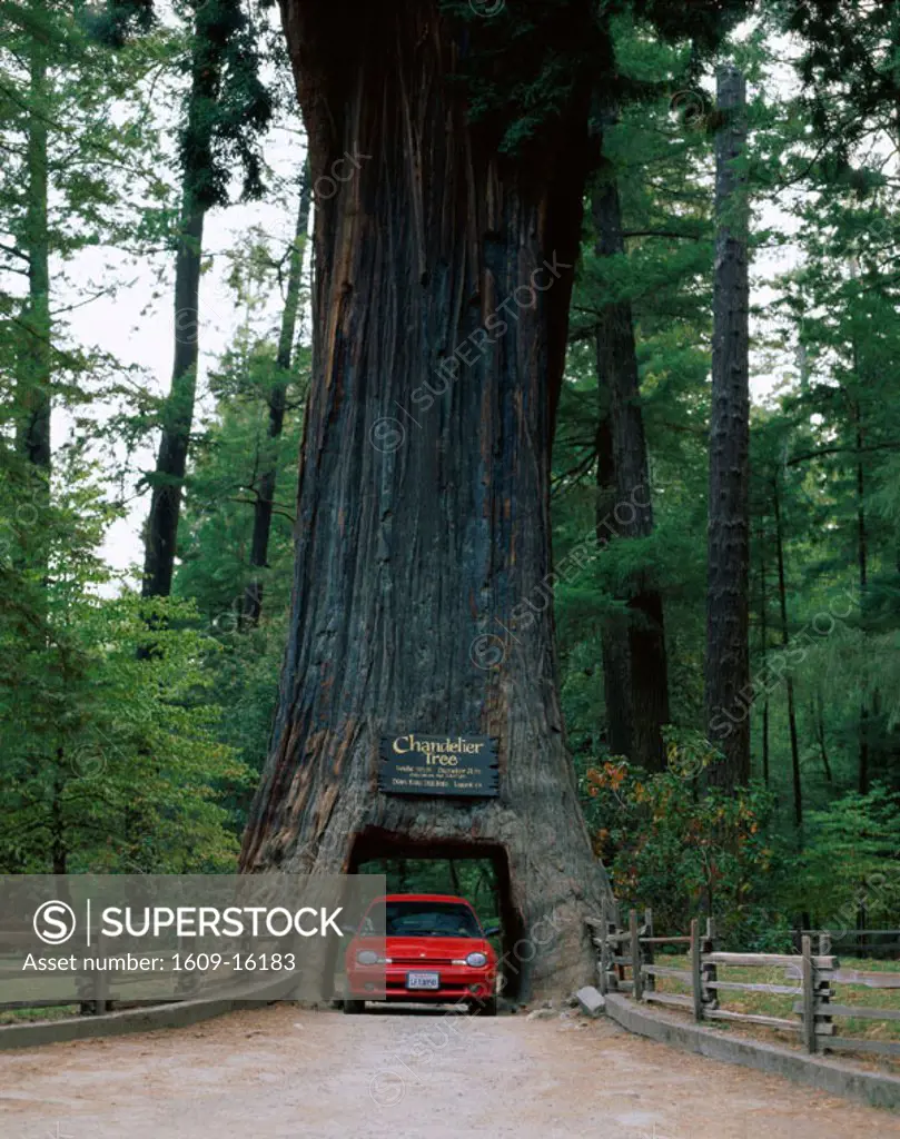 Drive Thru Tree´´ / Chandelier Redwood Tree / Car Driving Through Tree ...