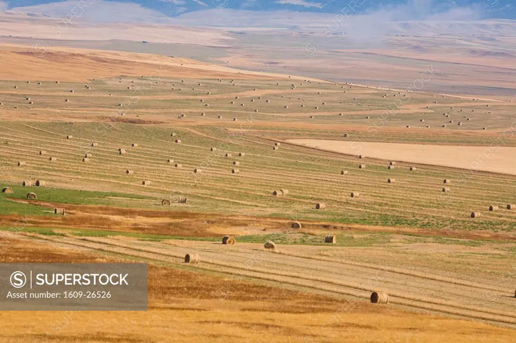 Hay bales in fields, Montana, USA