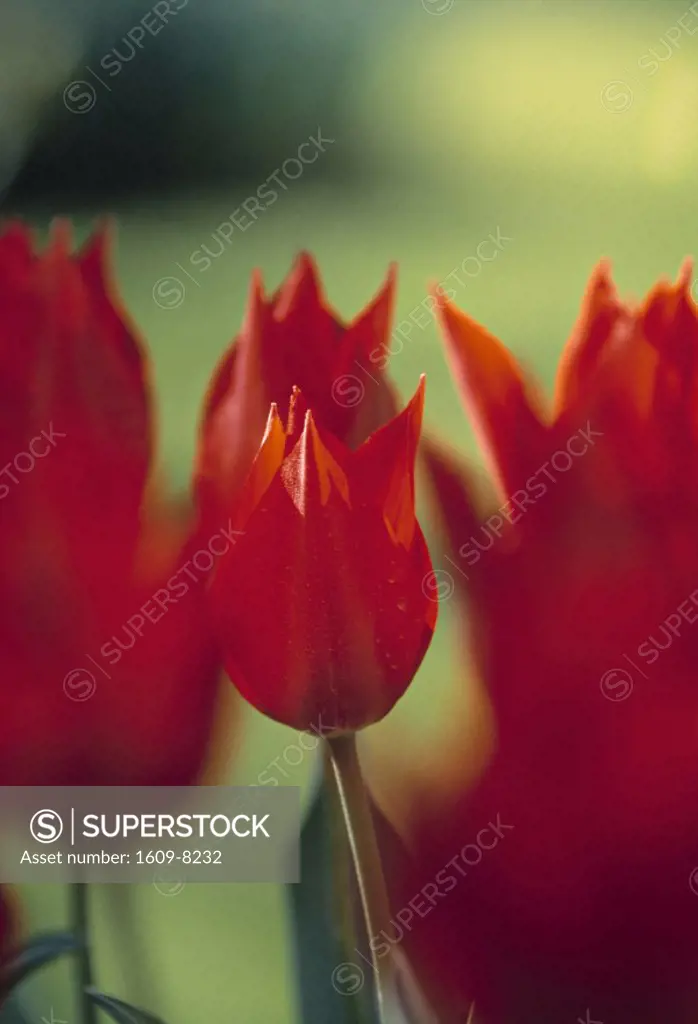 Tulips, Holland