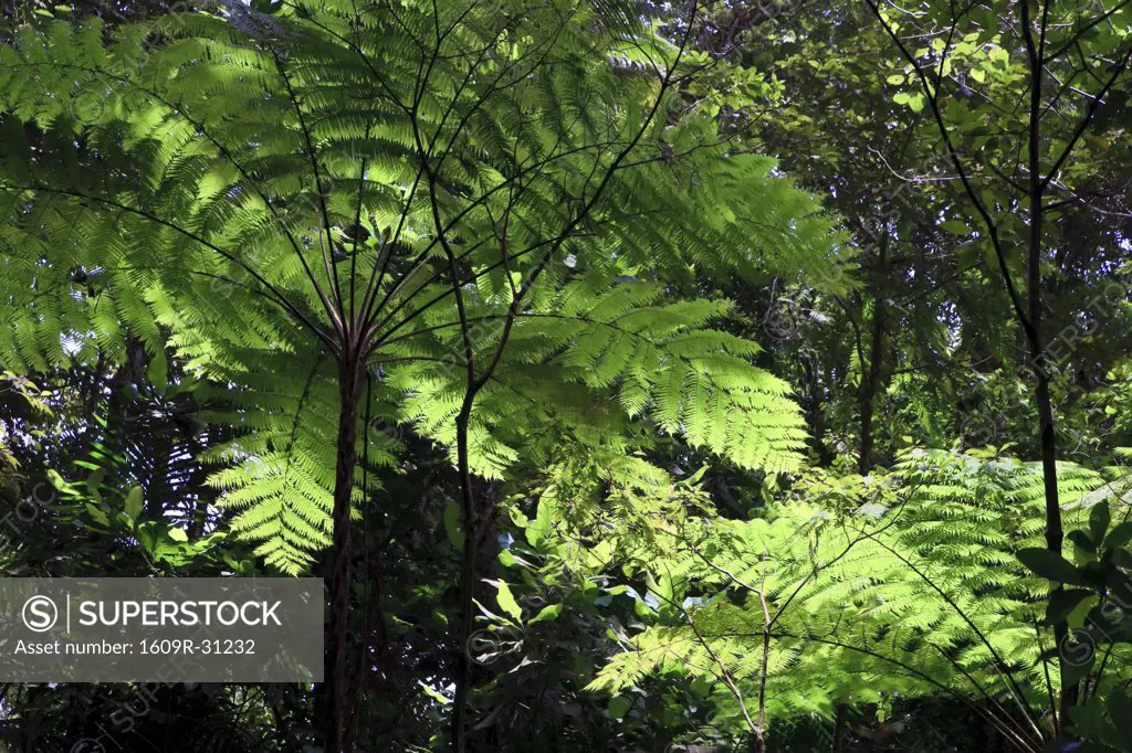 Caribbean St Lucia Des Cartier Trail Tropical Rainforest