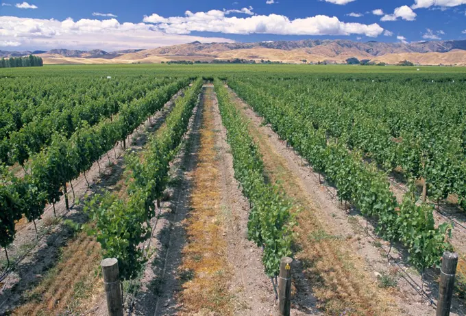 Vineyard, Blenheim, Marlborough, South Island, New Zealand