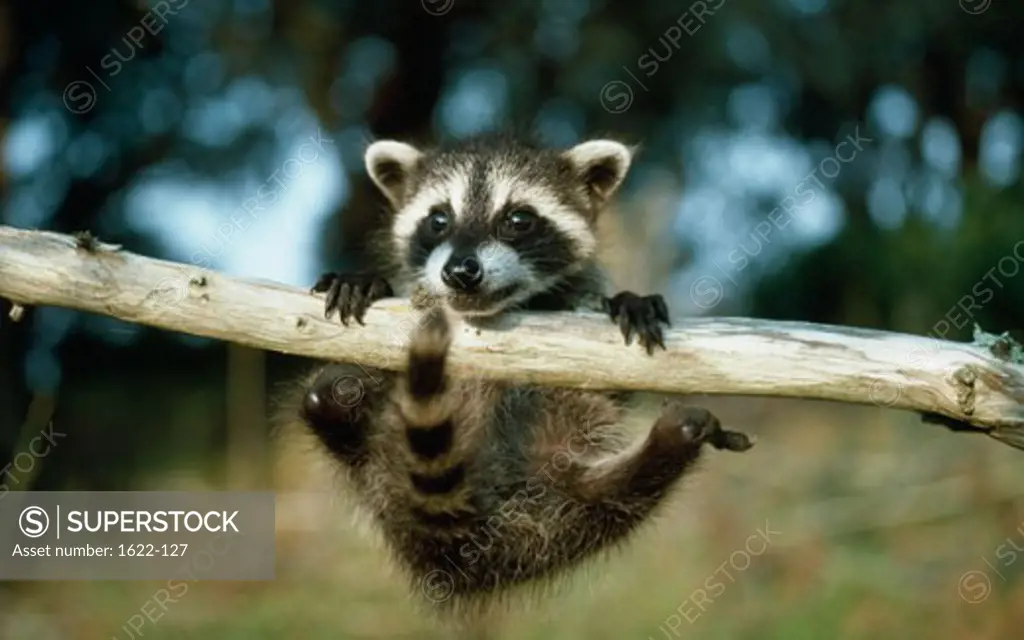 Raccoon hanging on a branch (Procyon lotor)