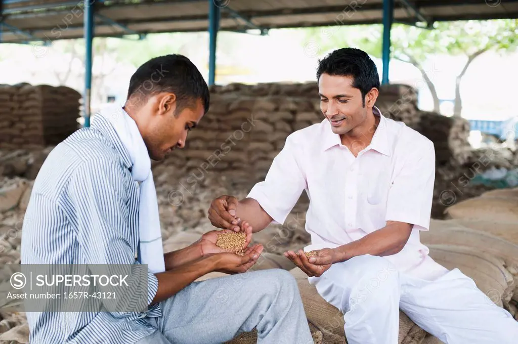 Man showing sample of wheat to a customer, Anaj Mandi, Sohna, Gurgaon, Haryana, India