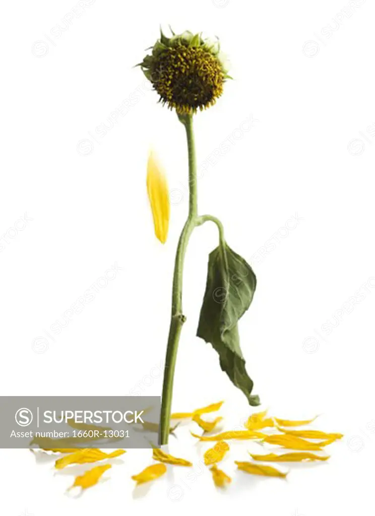 The last petal falling off of a dead sunflower