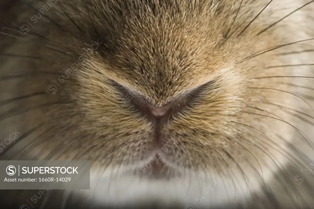 Close-up of rabbit snout and whiskers