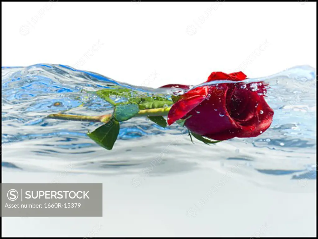 Red rose floating in water