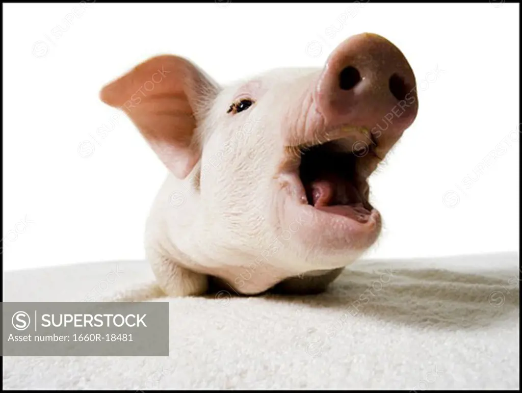 Piglet with mouth open