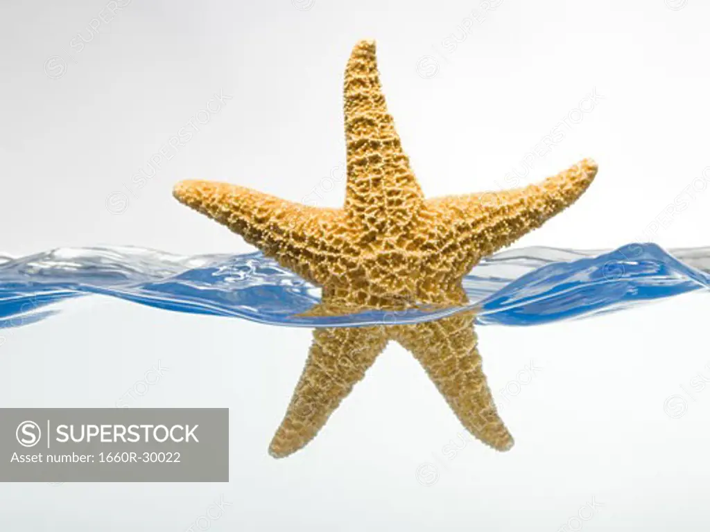 Starfish floating in water