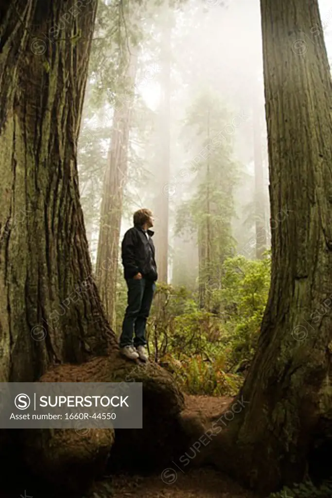 man standing in between two giant redwoods in the forest