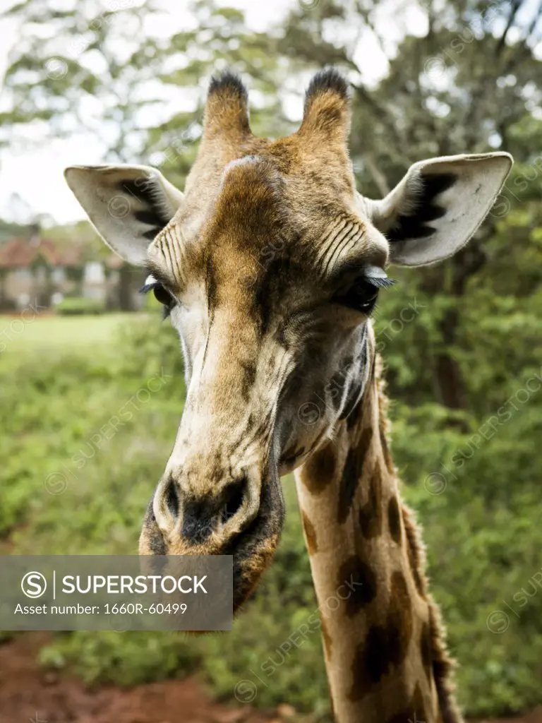 Giraffe in Kenya, Africa