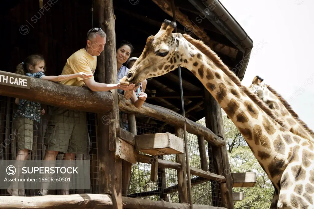 Family feeding giraffes in Kenya, Africa