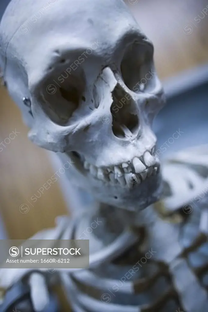 Close-up of a human skeleton