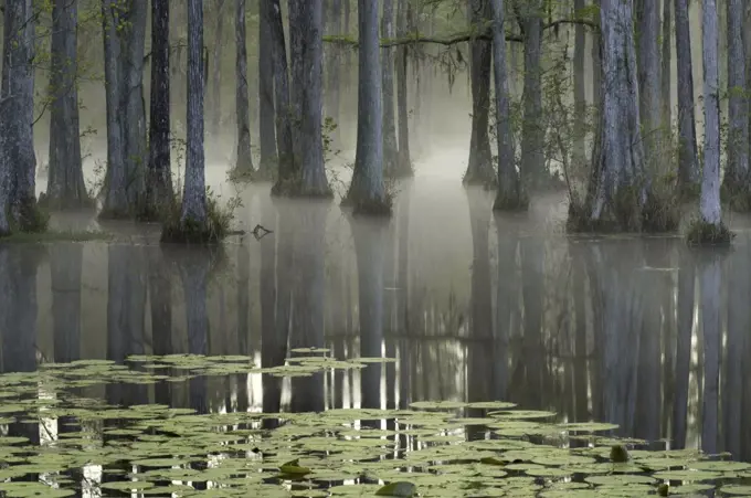 Trees in water with mist