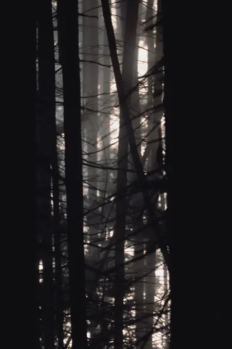 Dark forest