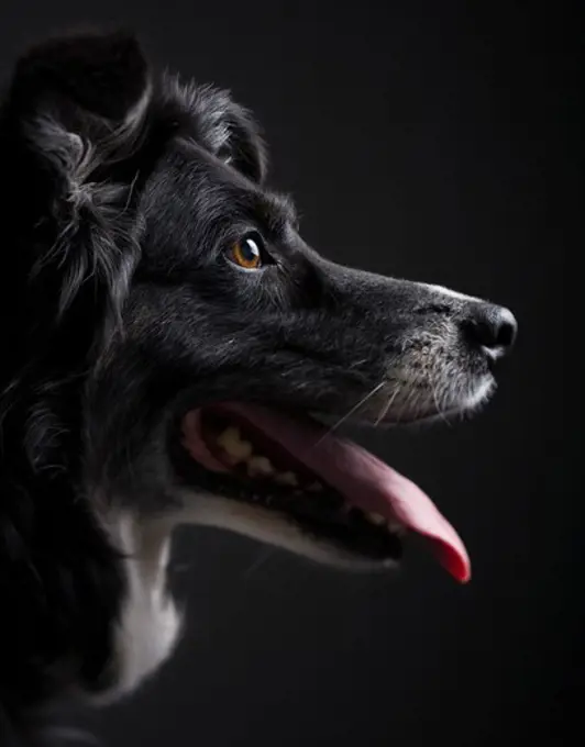 Profile of a black dog