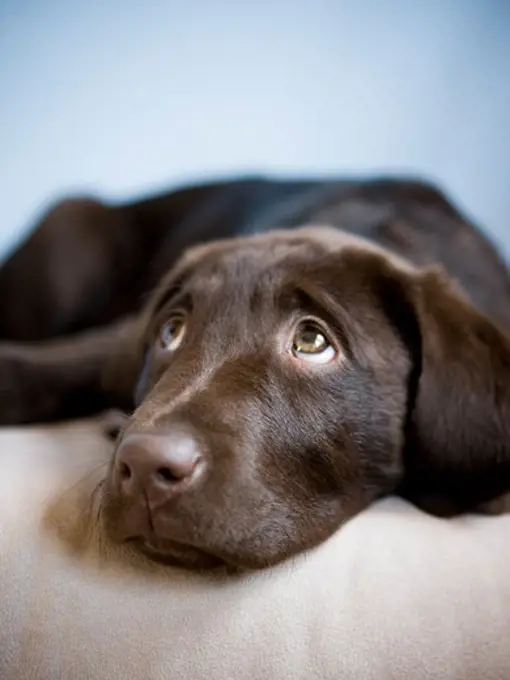 brown puppy