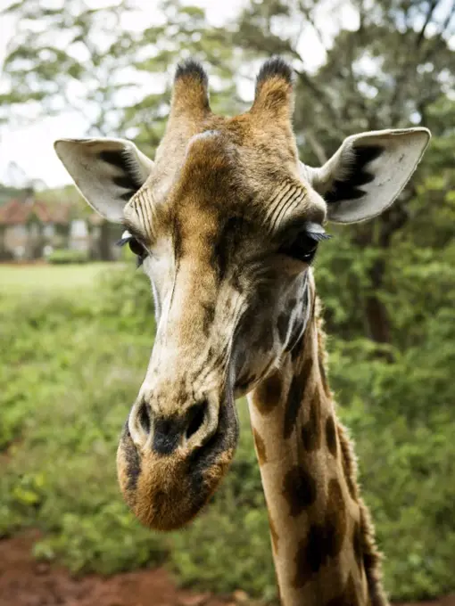 Giraffe in Kenya, Africa