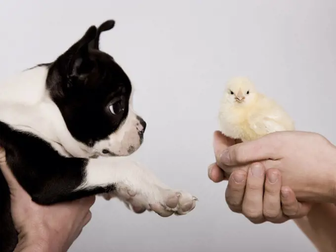 dog and a chick