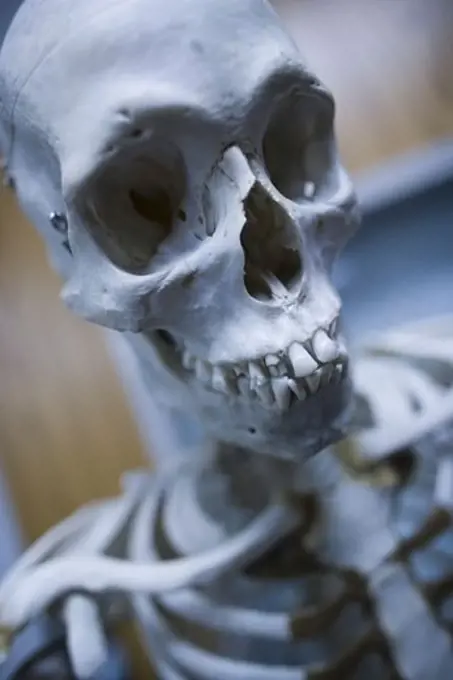 Close-up of a human skeleton