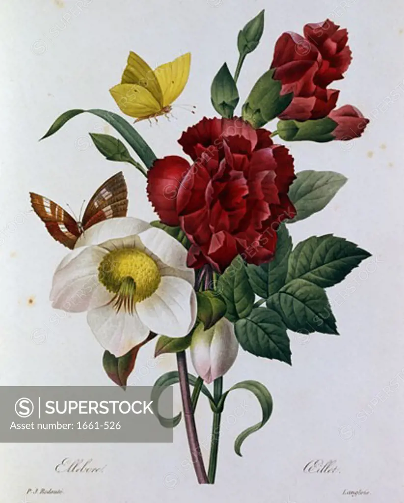 A Botanical Study of Hellebore Pierre Joseph Redoute (1759-1840 French)