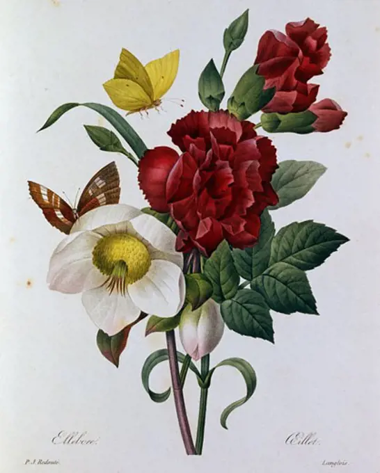 A Botanical Study of Hellebore Pierre Joseph Redoute (1759-1840 French)