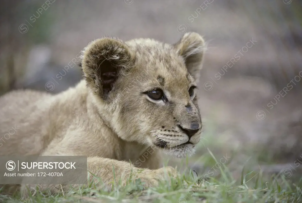 African Black Mane Lion Cub