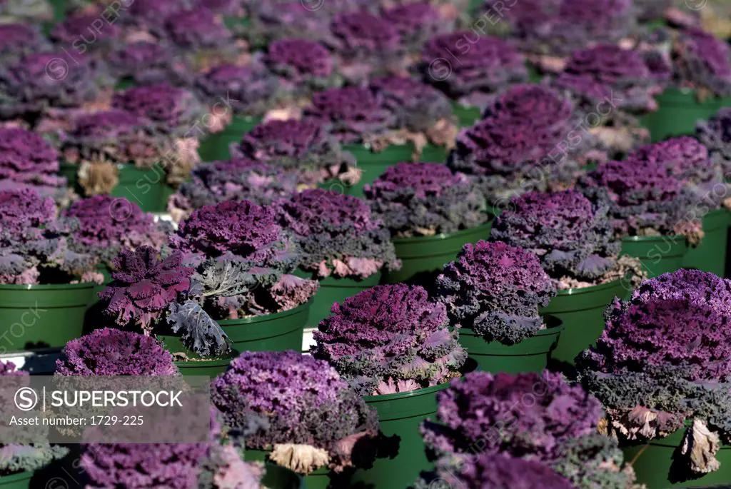 USA, New York State, New York City, Long Island, Decorative cabbage at commercial greenhouse