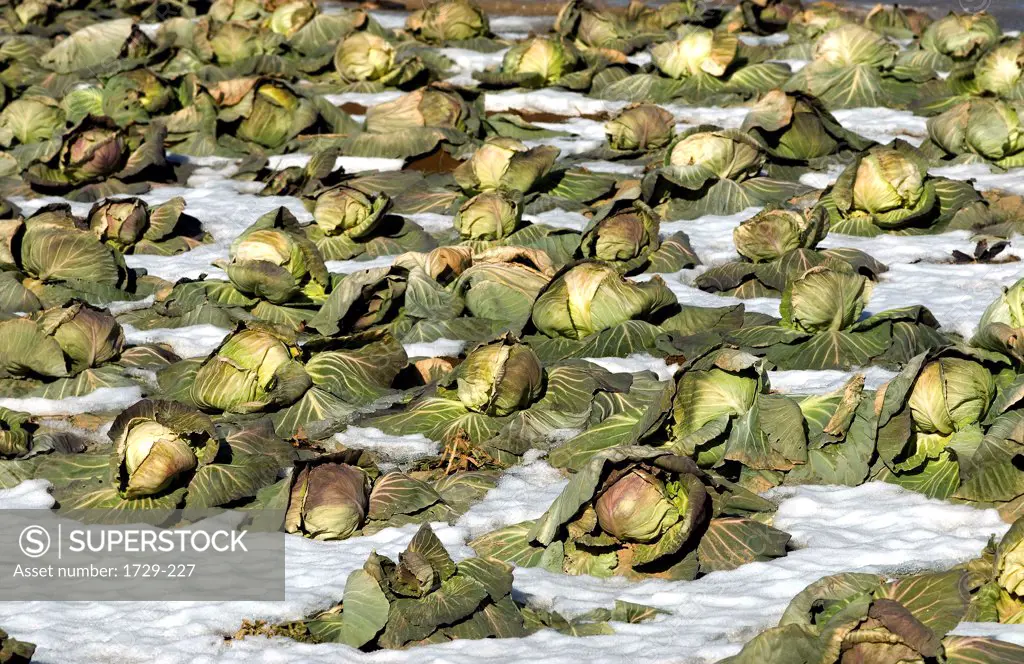 USA, New York State, New York City, Long Island, Dead cabbages in snow at farm