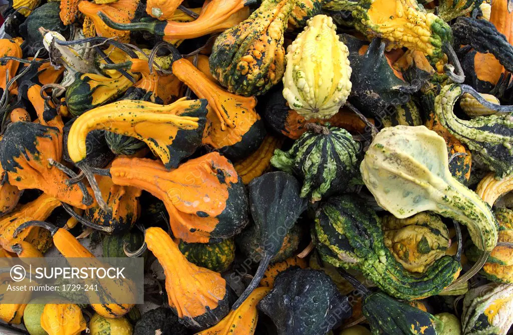 Assorted gourds for sale at a farmstand, Long Island, New York State, USA