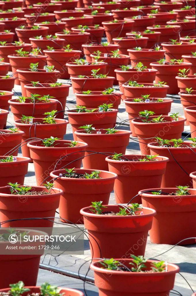 Potted plants in a commercial greenhouse receiving nutrients via feeding tubes, Long Island, New York State, USA