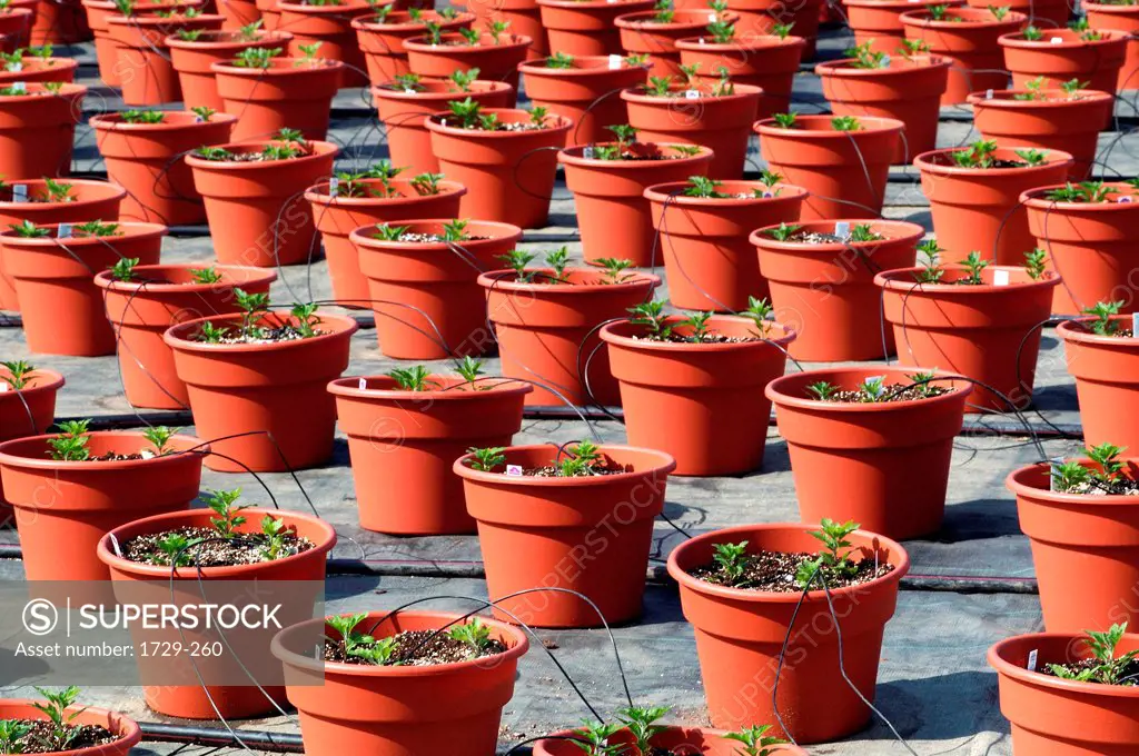 Potted plants in a commercial greenhouse receiving nutrients via feeding tubes, Long Island, New York State, USA