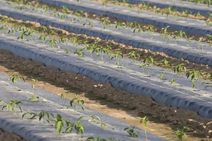 Rows of plants growing through plastic in a farm