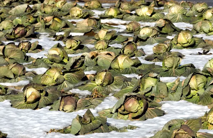 USA, New York State, New York City, Long Island, Dead cabbages in snow at farm