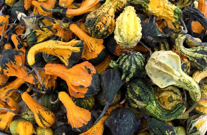 Assorted gourds for sale at a farmstand, Long Island, New York State, USA