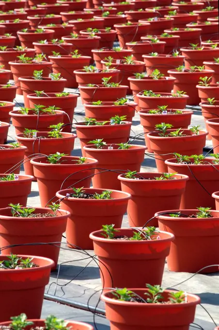 Potted plants in a commercial greenhouse receiving nutrients via feeding tubes, Long Island, New York State, USA