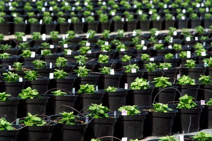 Potted plants in a commercial greenhouse receiving nutrients via feeding tubes, Long Island, New York State, USA