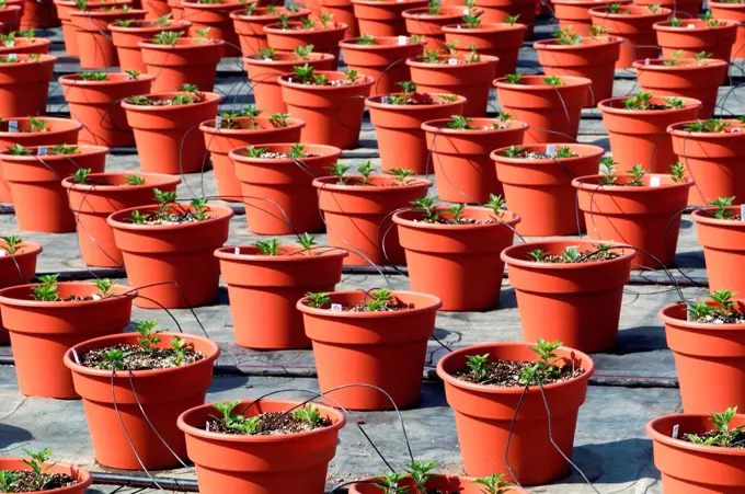 Potted plants in a commercial greenhouse receiving nutrients via feeding tubes, Long Island, New York State, USA