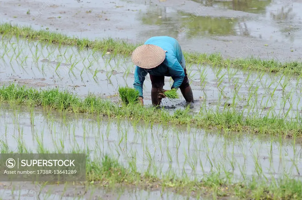 Indonesia, Bali, Tabana, rice fields, farmer wearing a straw hat planting of rice