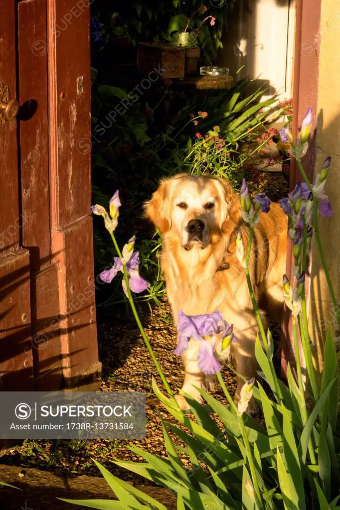 France, eastern France, Burgundy, golden retriever on the doorstep