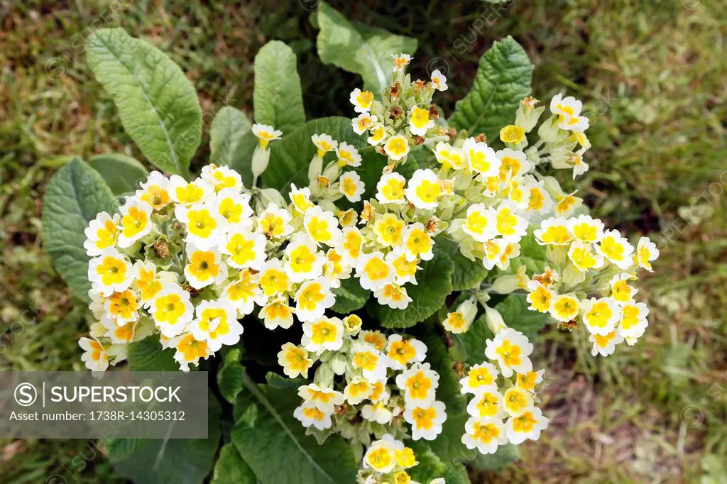 Close-up of flowers primula veris lime oranges.