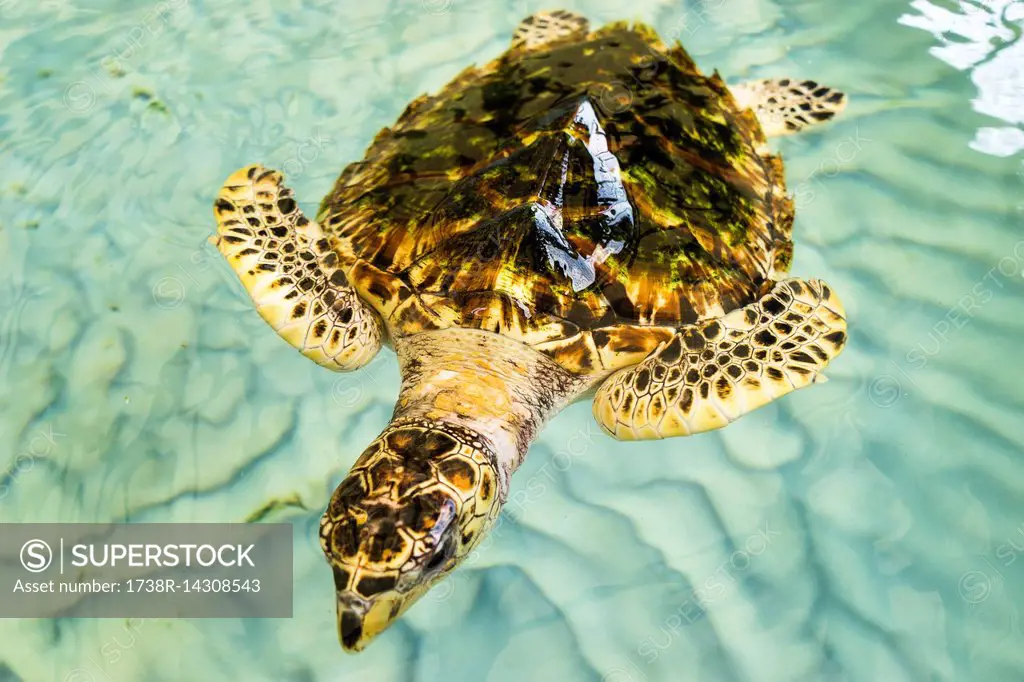 A green turtle in a basin, Oldhegg Turtle Sanctuary, Bequia, Saint-Vincent et les Grenadines, West Indies