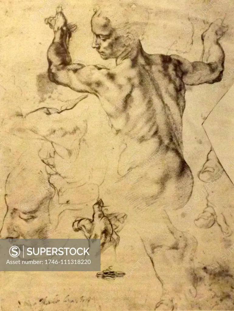 Incomplete sketch of the Libyan Sibyl in the Sistine Chapel by Michelangelo di Ludovico Buonarroti Simoni (1475 - 1564) Italian sculptor, painter and architect during the Renaissance period. Dated 16th Century