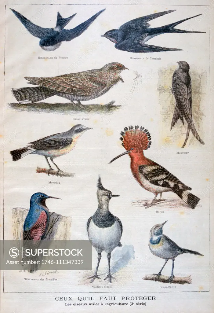 Illustration depicting birds useful to agriculture. 1897