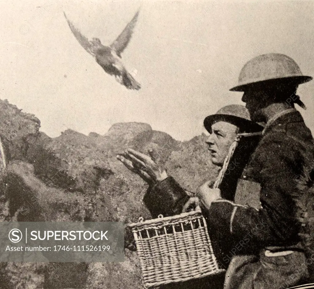 carrier pigeon used by the British army; to carry messages during world war one