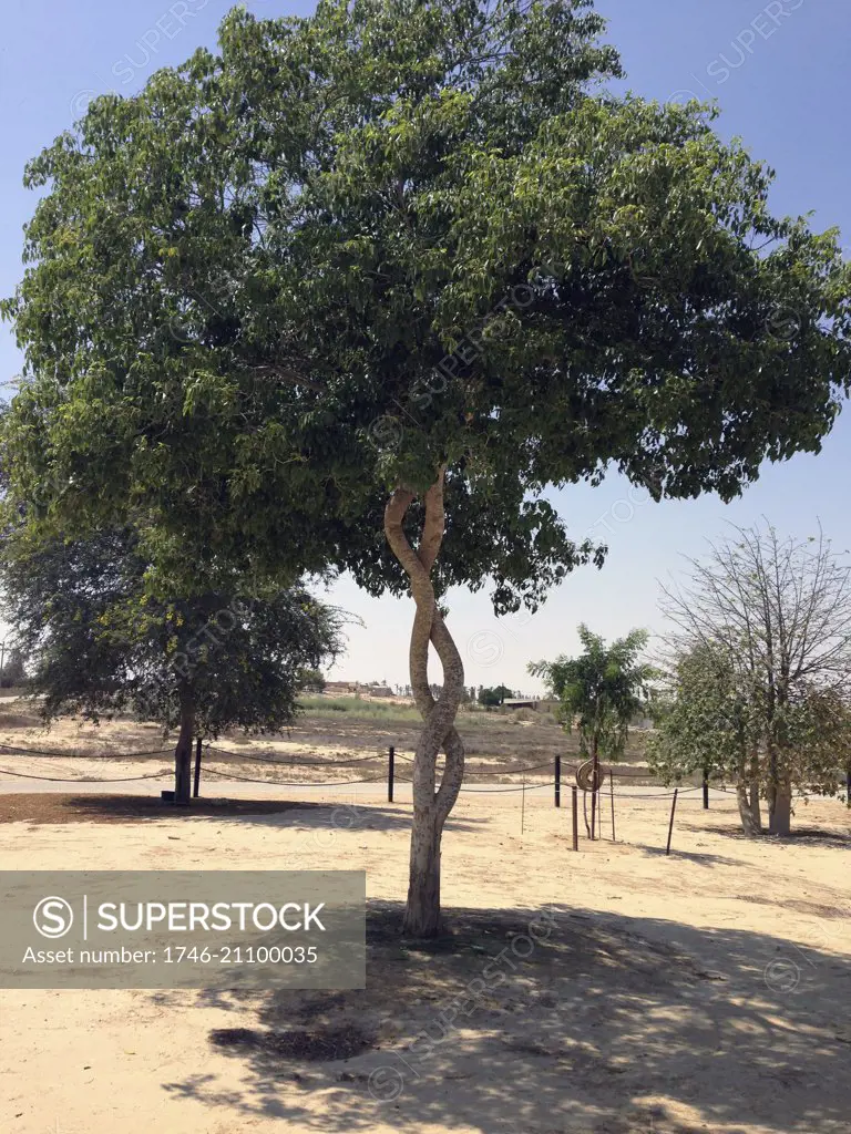 Tree cultivated as living nature sculptures at Kibbutz Revivim; in the Negev Desert in Israel.